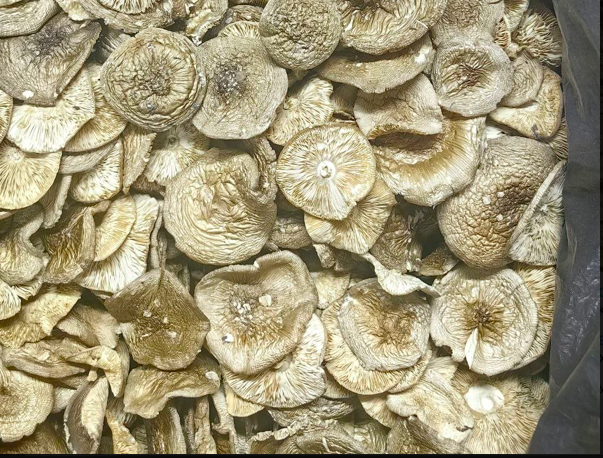 Amanita panterina